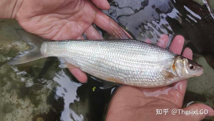 怎么养棒花鱼_棒花鱼养殖技术_棒花鱼吃什么饲料