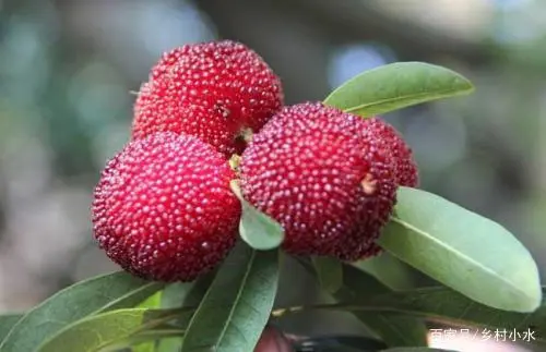 衡阳摘杨梅_衡阳种植杨梅致富_衡阳杨梅采摘基地