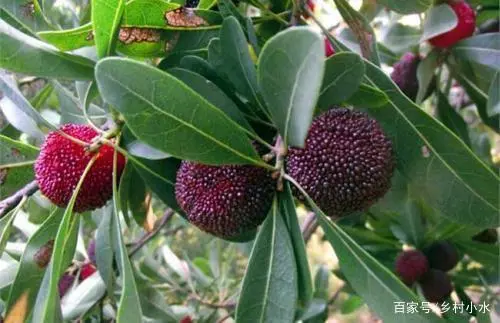 衡阳种植杨梅致富_衡阳摘杨梅_衡阳杨梅采摘基地