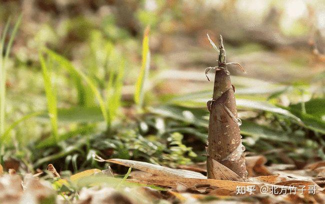 致富竹子种植图片高清_竹子种植致富图片_致富竹子种植图片大全