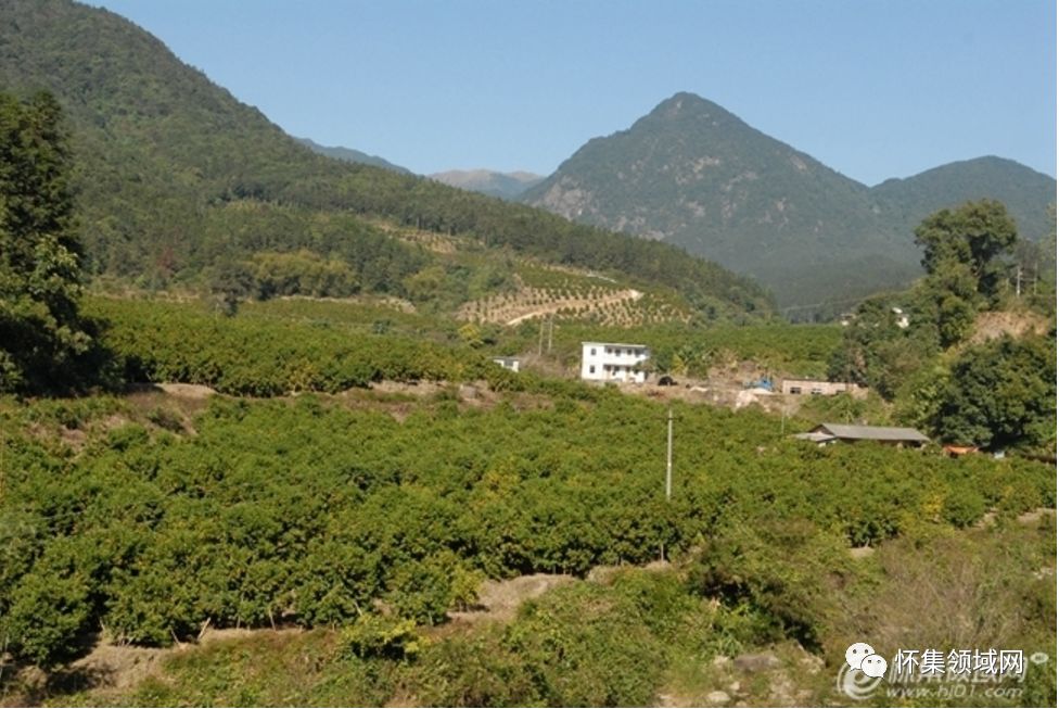 山丘种植致富_山区种植项目_山丘适合种植什么