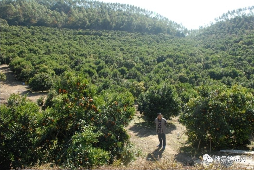 山丘适合种植什么_山丘种植致富_山区种植项目