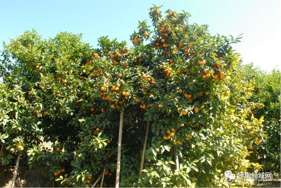 山区种植项目_山丘种植致富_山丘适合种植什么