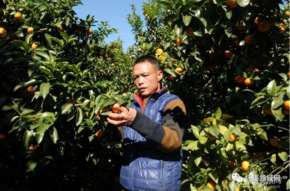 山区种植项目_山丘种植致富_山丘适合种植什么