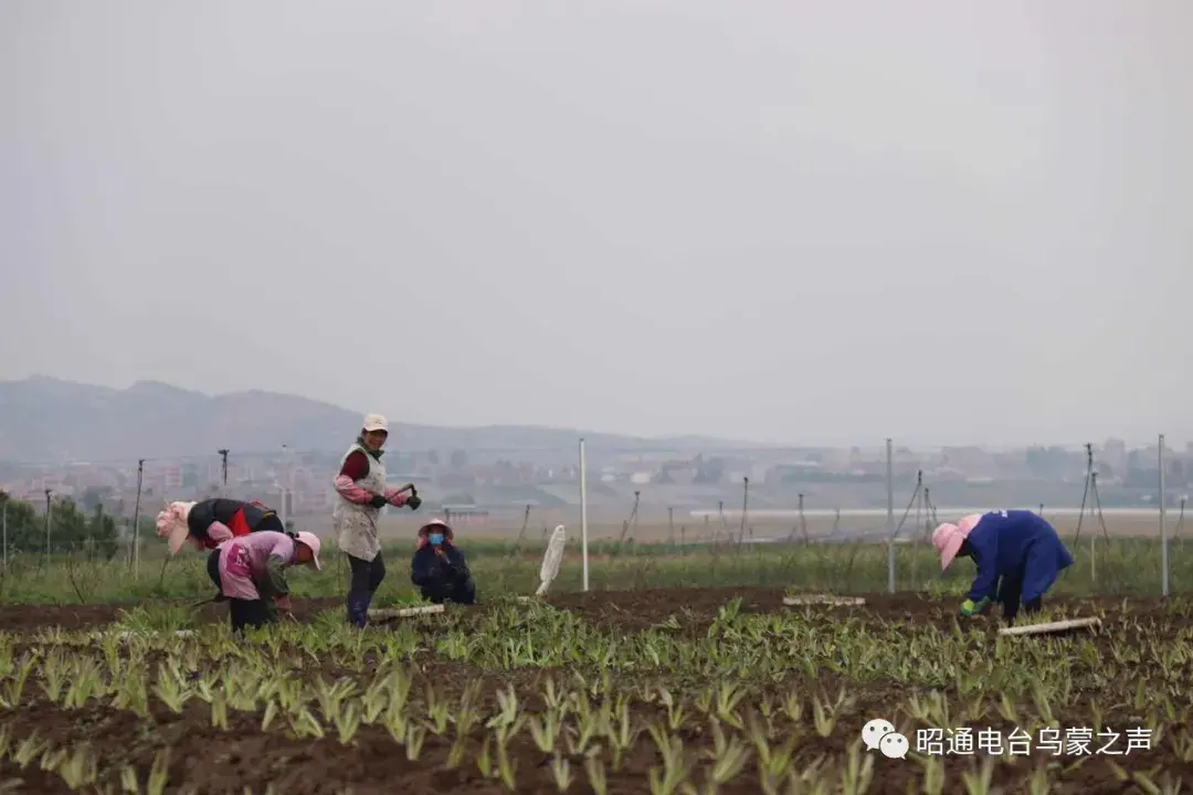 昭阳区黄竹林社区大力发展蔬菜产业 让贫困户搭上产业发展的“顺风车”