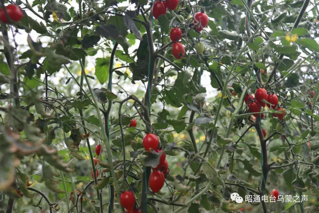 种植芹菜赚钱吗_种植芹菜的利润如何_租地种植芹菜致富