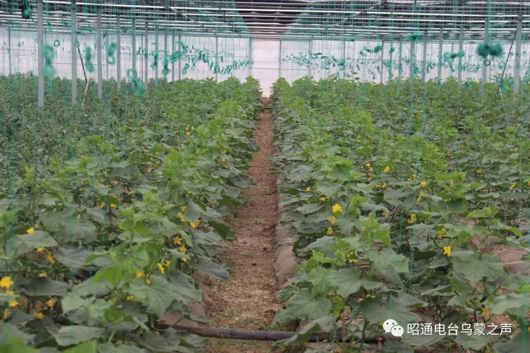 种植芹菜赚钱吗_租地种植芹菜致富_种植芹菜的利润如何