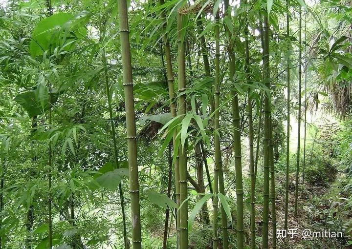 致富竹子种植图片欣赏_致富竹子种植图片大全_竹子种植致富图片