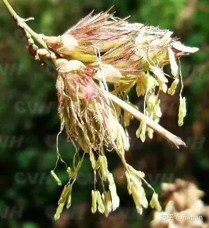 竹子种植致富图片_致富竹子种植图片欣赏_致富竹子种植图片大全