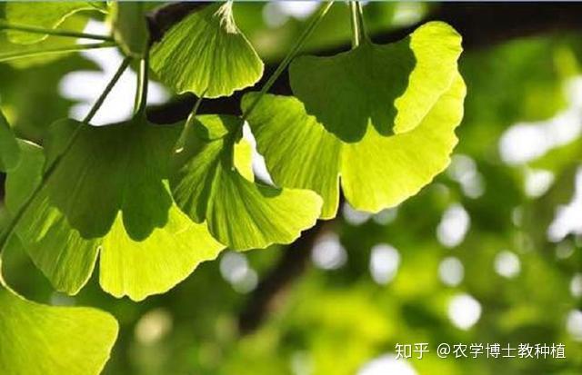 致富花草种植技术视频_种植花草怎么致富_致富花草种植视频