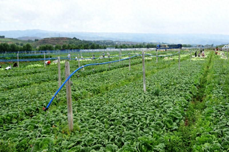 昭通鲁甸：蔬菜种植拓宽农民增收致富路