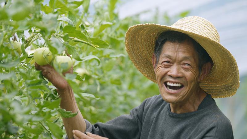 致富野生芹菜种植视频_种植野生芹菜致富_野生芹菜种植技术