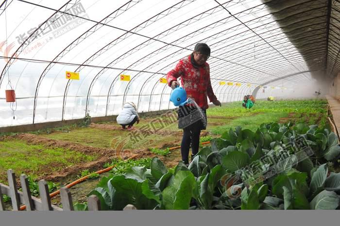 张家口市民到“开心农场”租地自己种菜吃