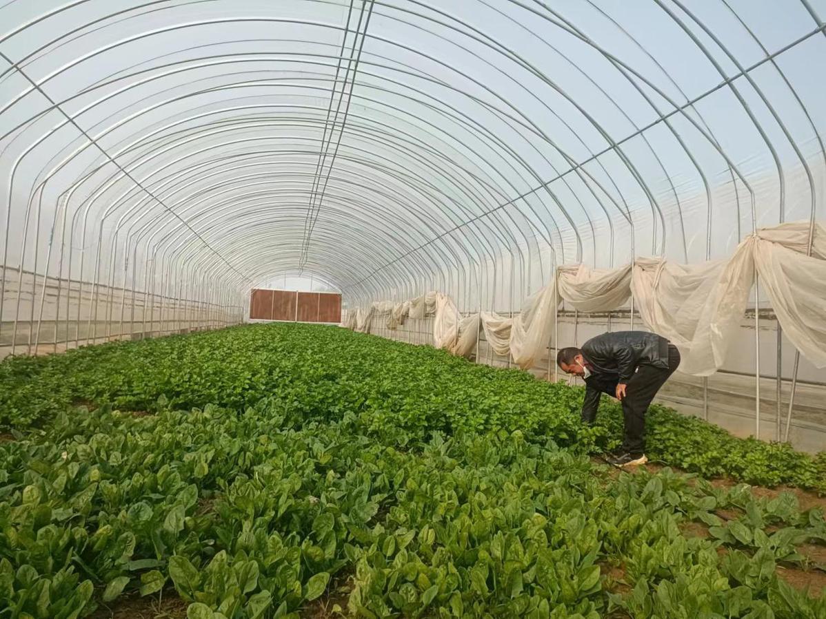 野生芹菜怎么种植_种植野生芹菜致富_野生芹菜种植技术