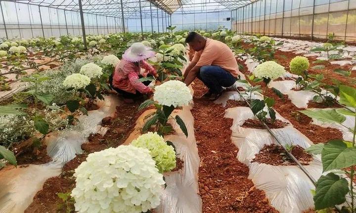 种植花草怎么致富_种花致富选什么品种_致富花草种植视频