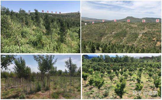 女贞树种植前景_女贞树种植致富_种女贞树有什么讲究