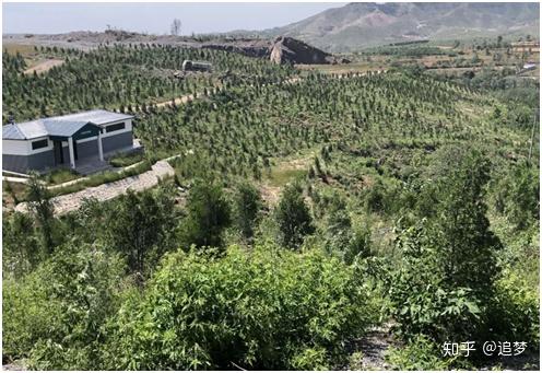 种女贞树有什么讲究_女贞树种植致富_女贞树种植前景