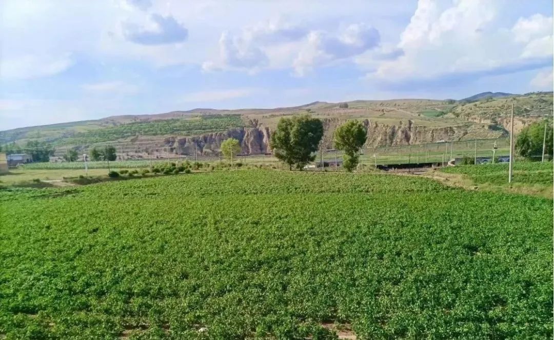 大山种出致富草_山丘适合种植什么_山丘种植致富