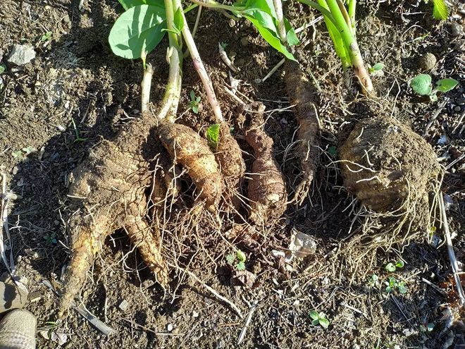 山区大棚_大棚山野菜种植技术_野菜大棚种植视频