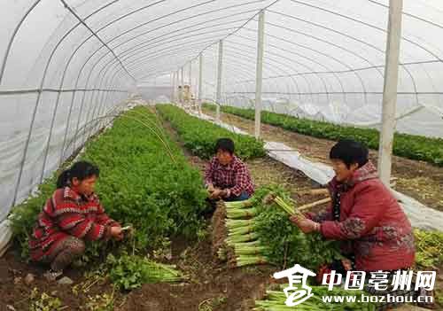 把生态农业装进“菜篮子”