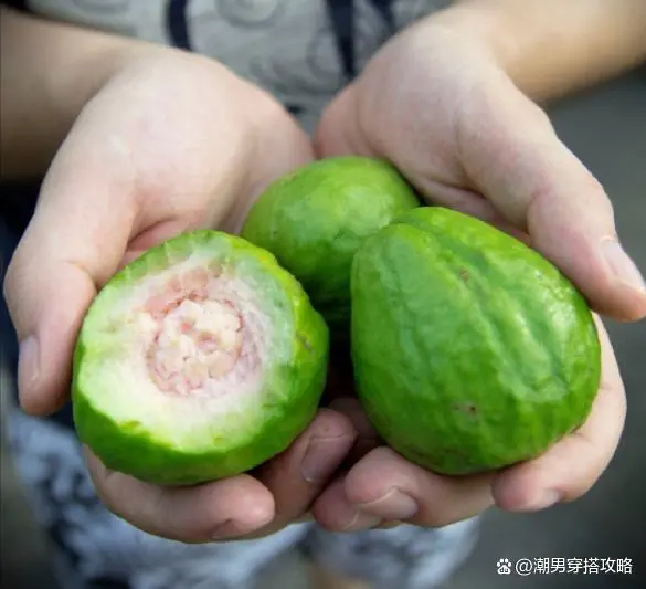 石榴种植技巧_石榴种植花技术与管理_花石榴种植技术