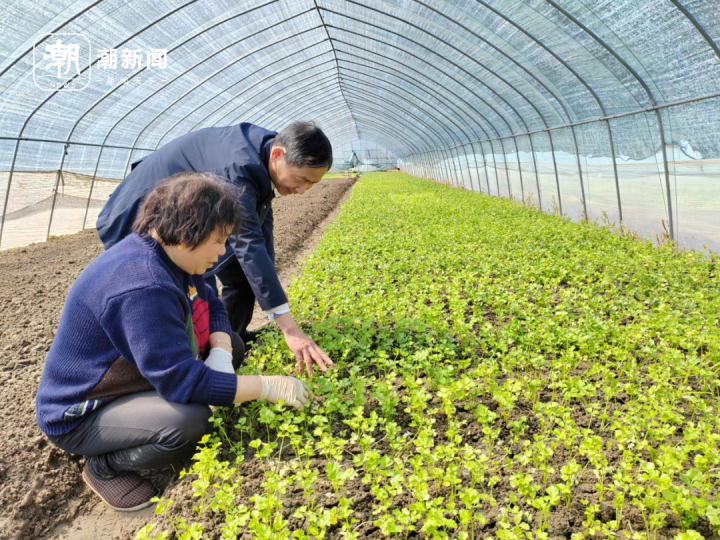 致富野生芹菜种植视频_野芹菜种植技术视频播放_种植野生芹菜致富