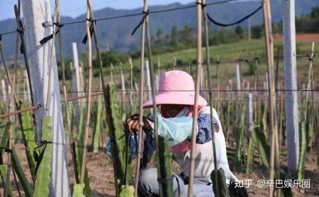 乡村辣椒种植致富_辣椒致富经_农村辣椒种植