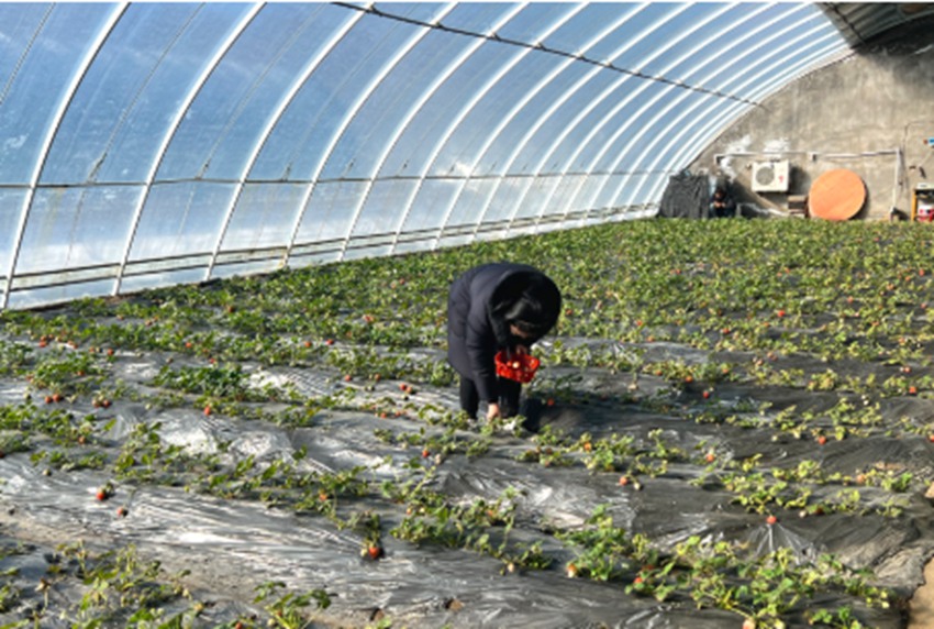 野菜大棚种植视频_大棚种植山野菜的种类_大棚山野菜种植技术