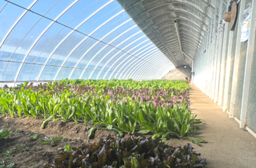 野菜大棚种植视频_大棚种植山野菜的种类_大棚山野菜种植技术