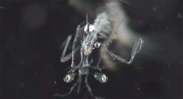 濑尿虾的养殖技术_濑尿虾养殖盐度与水温_濑尿虾养殖基地视频