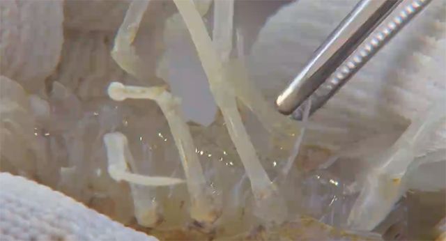 濑尿虾的养殖技术_濑尿虾养殖盐度与水温_濑尿虾养殖基地视频