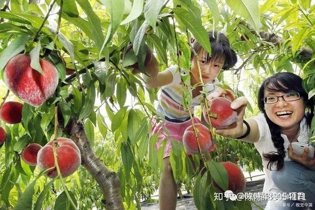 在农村种植辣椒前景如何_乡村辣椒种植致富_辣椒种植大户的致富经