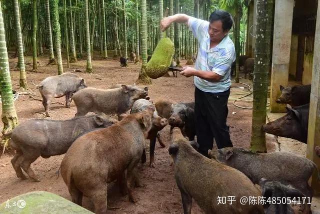 辣椒种植大户的致富经_在农村种植辣椒前景如何_乡村辣椒种植致富