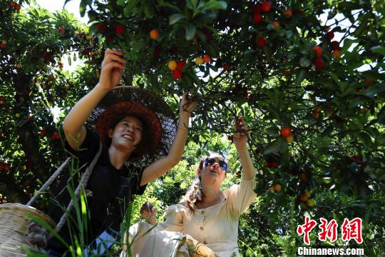 杨梅种植致富_种植杨梅赚钱吗_致富经杨梅种植视频