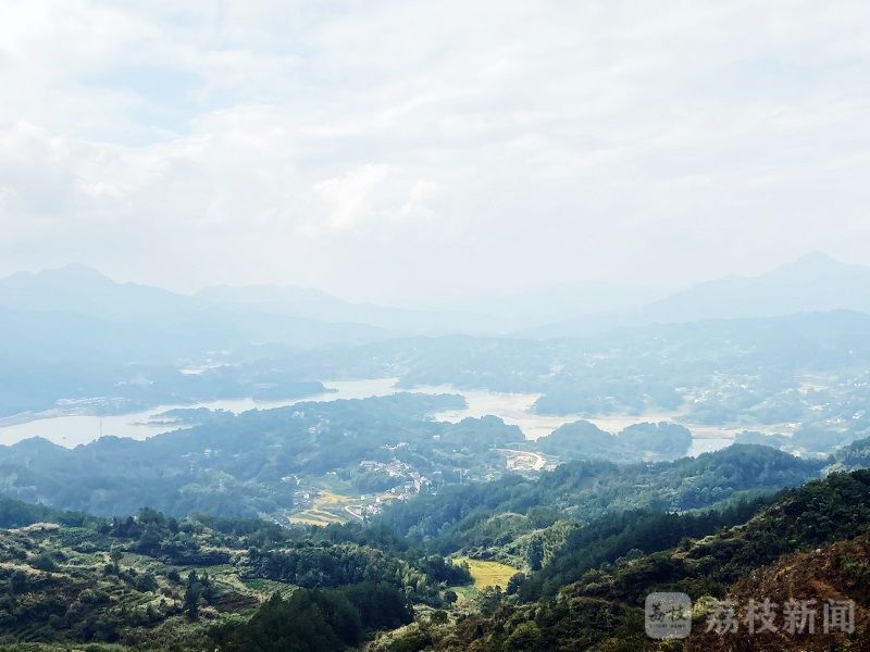 致富种植香榧视频_种植香榧致富_致富种植香榧图片