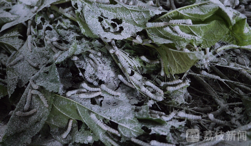 致富种植香榧视频_种植香榧致富_致富种植香榧图片