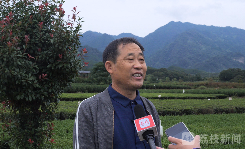 种植香榧致富_致富种植香榧视频_致富种植香榧图片