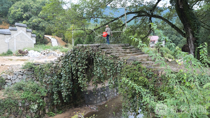 致富种植香榧图片_种植香榧致富_致富种植香榧视频