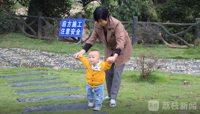 种植香榧致富_致富种植香榧视频_致富种植香榧图片