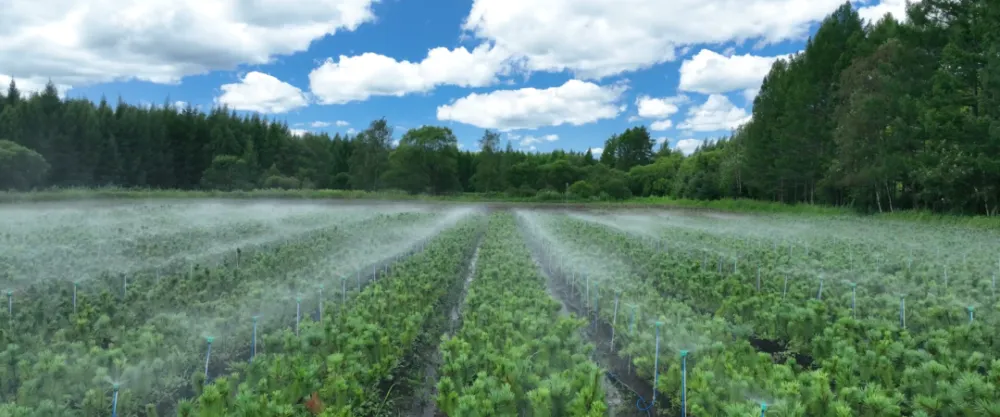 大棚种植野菜的经济效益_大棚山野菜种植技术_山地大棚种植技术