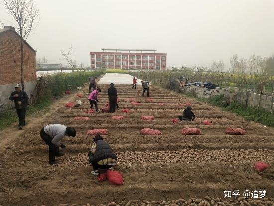 在农村种植辣椒前景如何_致富辣椒乡村种植视频_乡村辣椒种植致富