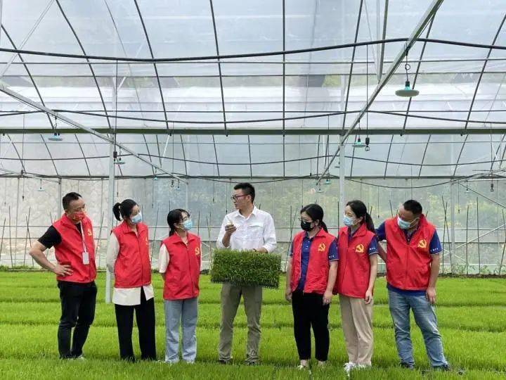 致富种植香榧图片_致富种植香榧视频_种植香榧致富