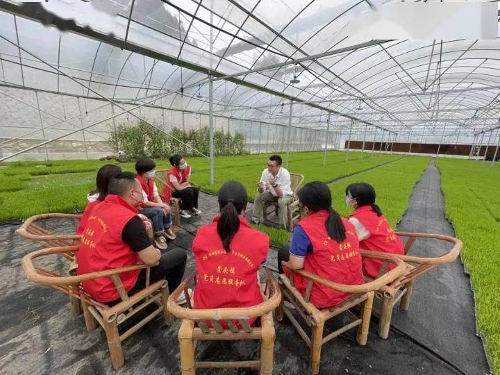 致富种植香榧图片_种植香榧致富_致富种植香榧视频