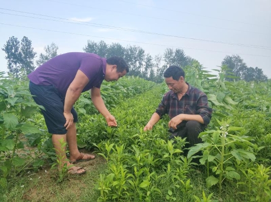 邵立功：带领村民种白术，共同奔上致富路