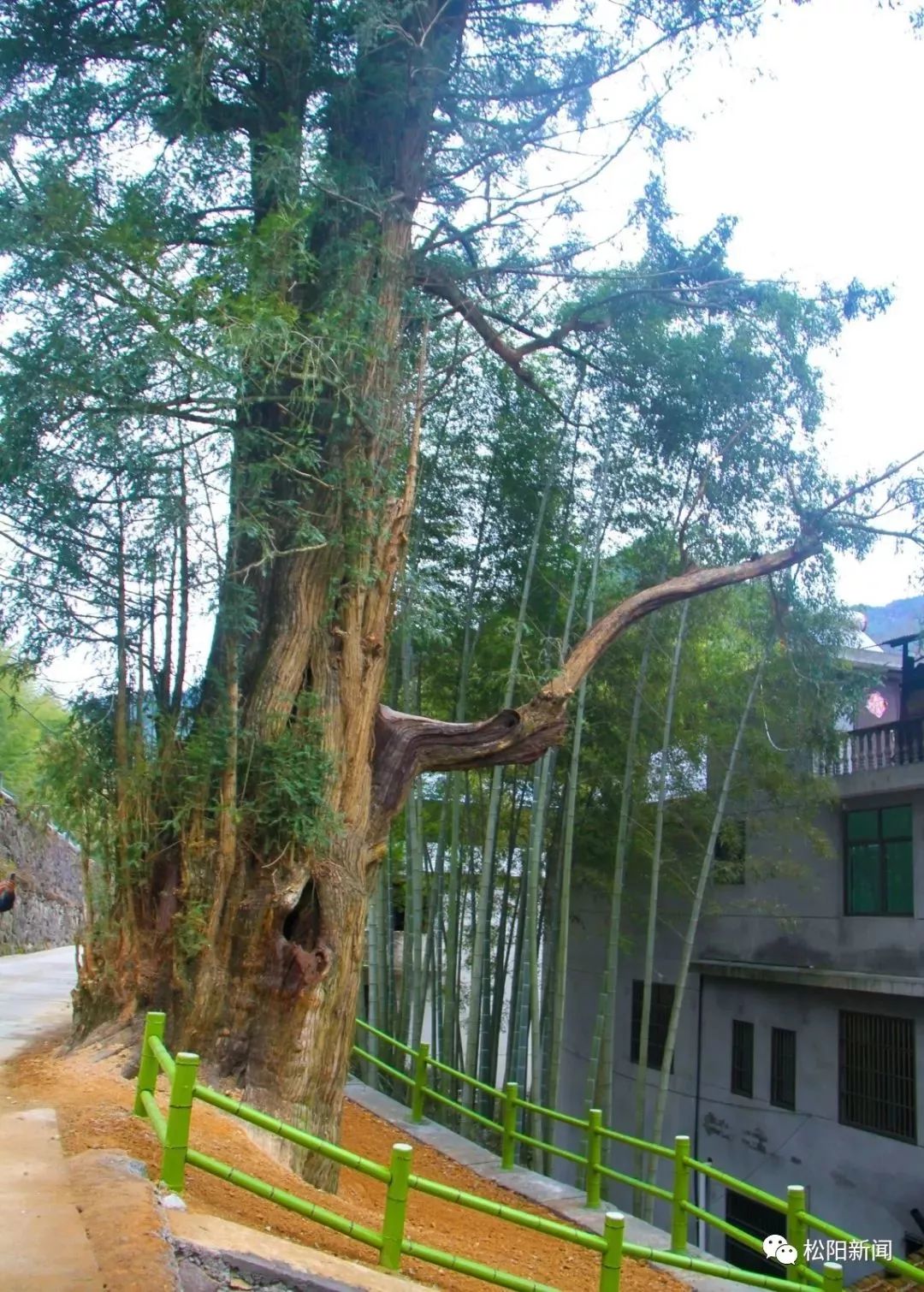 种香榧赚钱吗_种植香榧经济效益如何_种植香榧致富