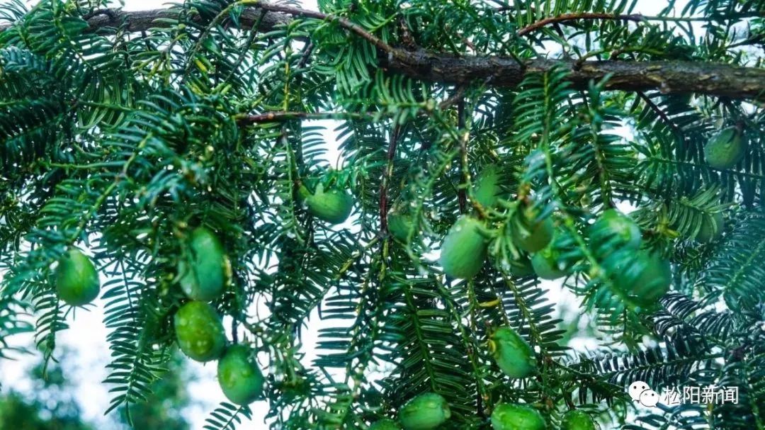 种香榧赚钱吗_种植香榧致富_种植香榧经济效益如何