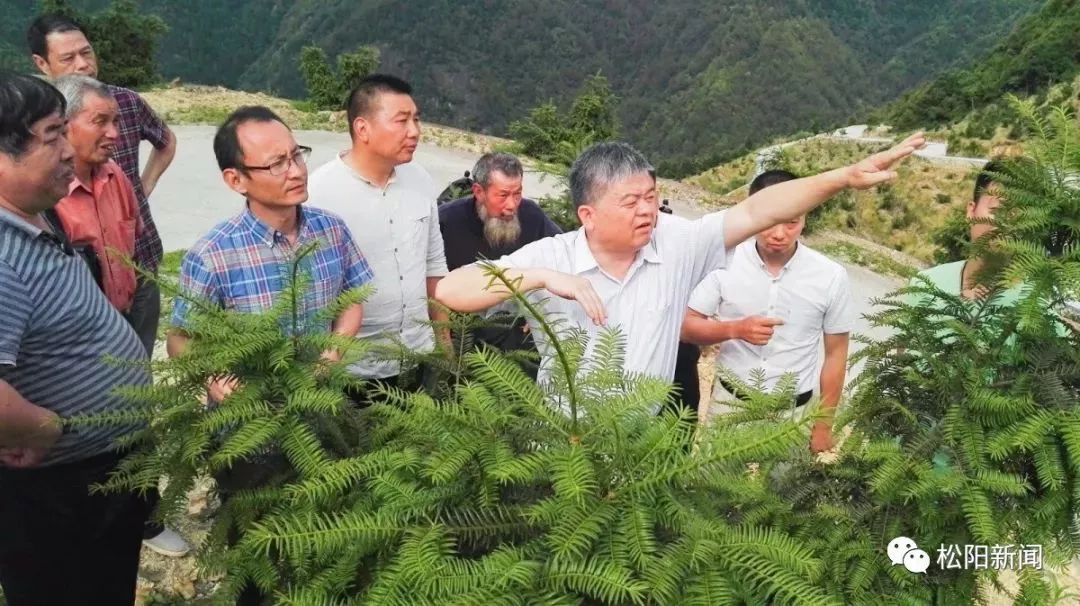 种植香榧致富_种植香榧经济效益如何_种香榧赚钱吗