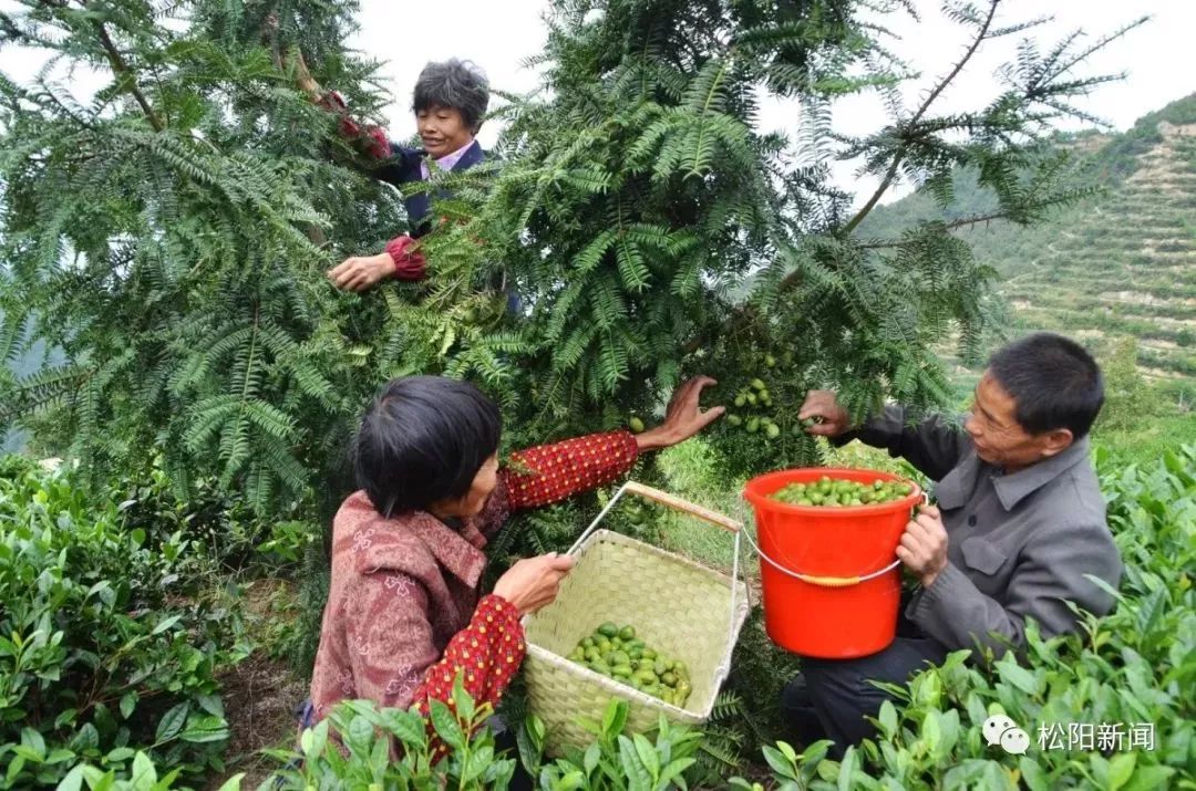 种植香榧经济效益如何_种香榧赚钱吗_种植香榧致富