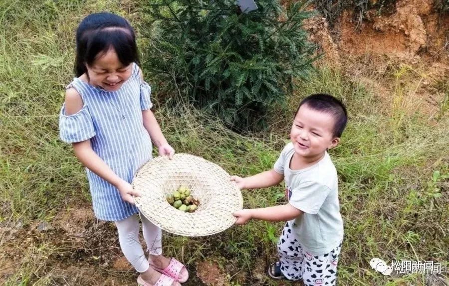 种植香榧经济效益如何_种香榧赚钱吗_种植香榧致富