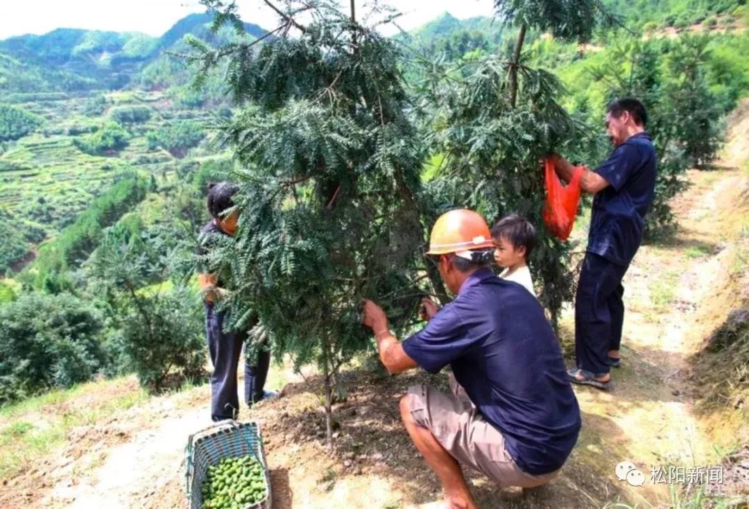 种植香榧致富_种植香榧经济效益如何_种香榧赚钱吗